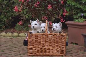 Moving pets to New Zealand: how to take your dog or cat with you