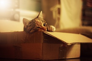 Moving Pets to the USA – transporting dogs and cats