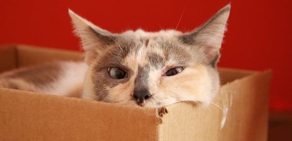 cat in a moving box